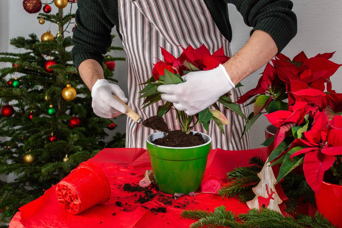 Caring for the poinsettia during the holidays