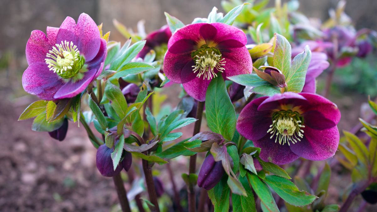 Winter perennials