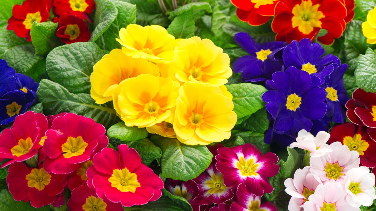 Winter balcony flowers