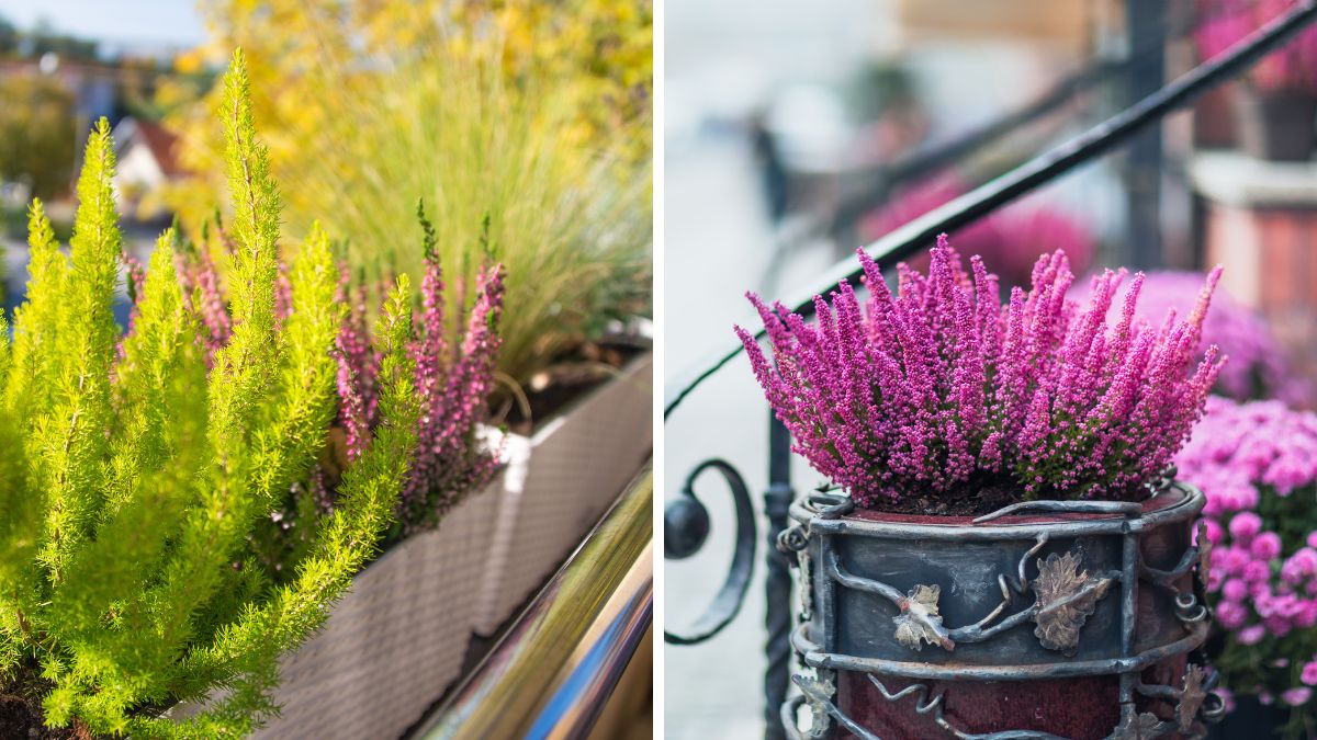 Perennial flowers for the winter balcony