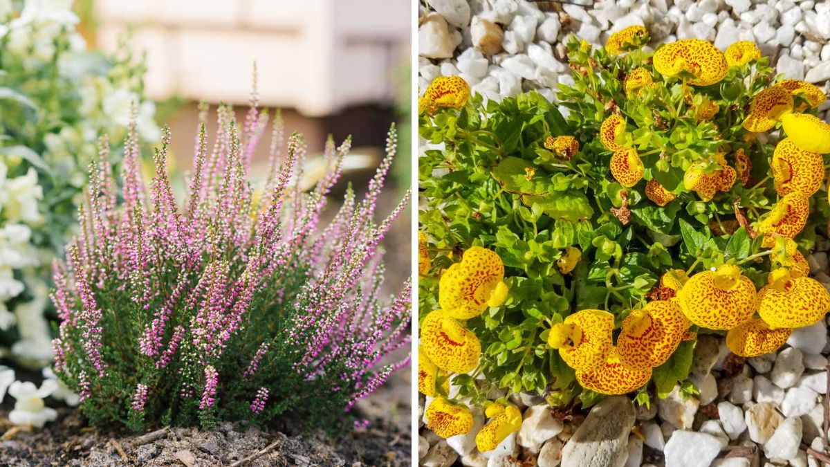 Planters in the cold months