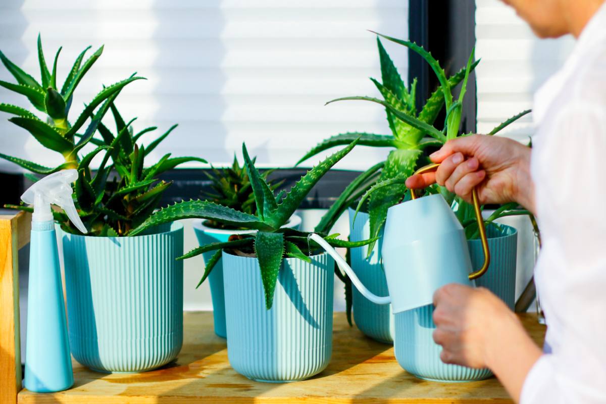 Caring for aloe in winter 