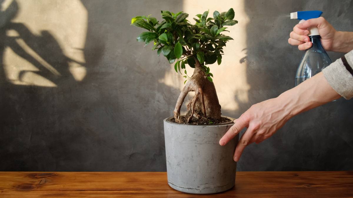 5 steps to best water the ficus bonsai