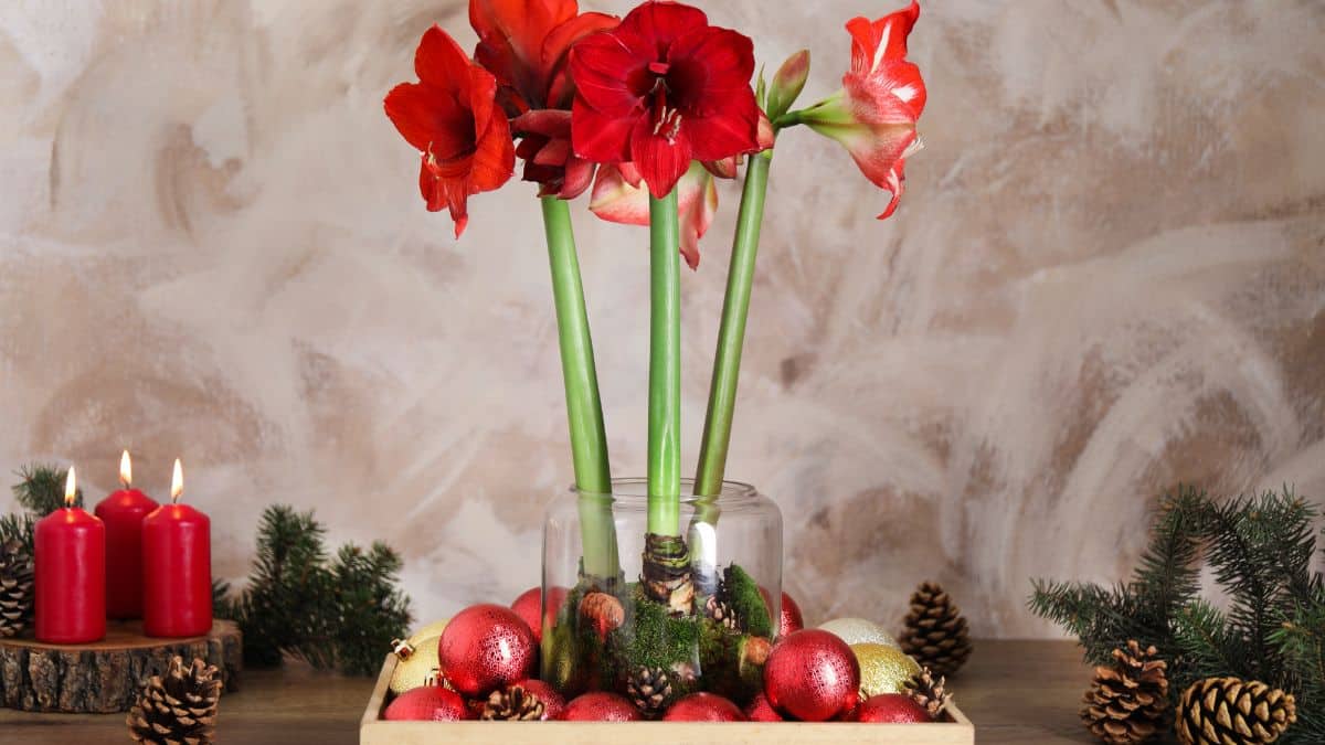 Christmas centerpiece with amaryllis flowers