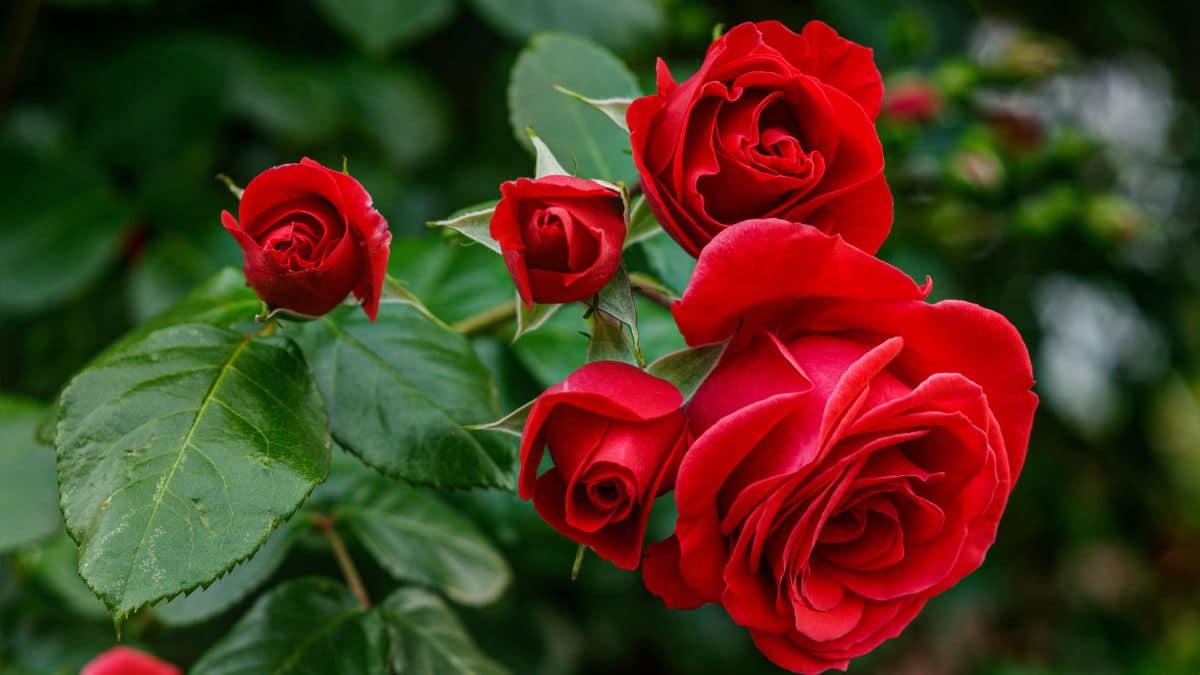 How to Protect Roses in Winter