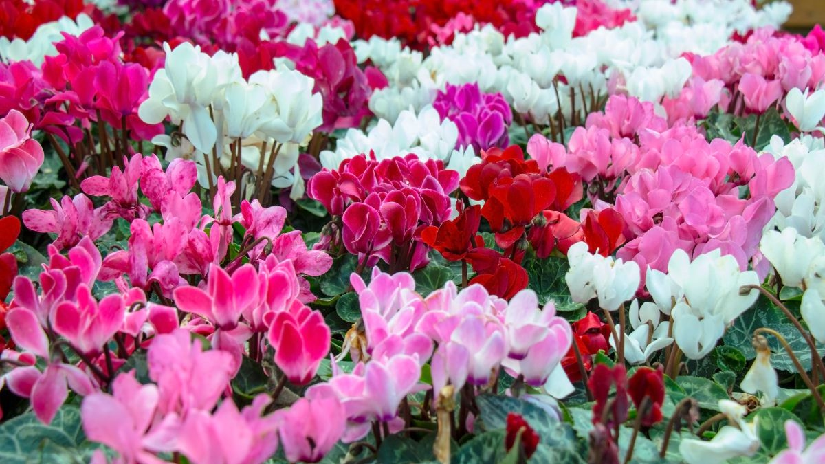 Balcony flowers 