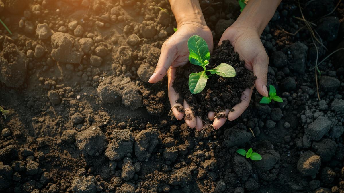 Use old potatoes as fertilizer