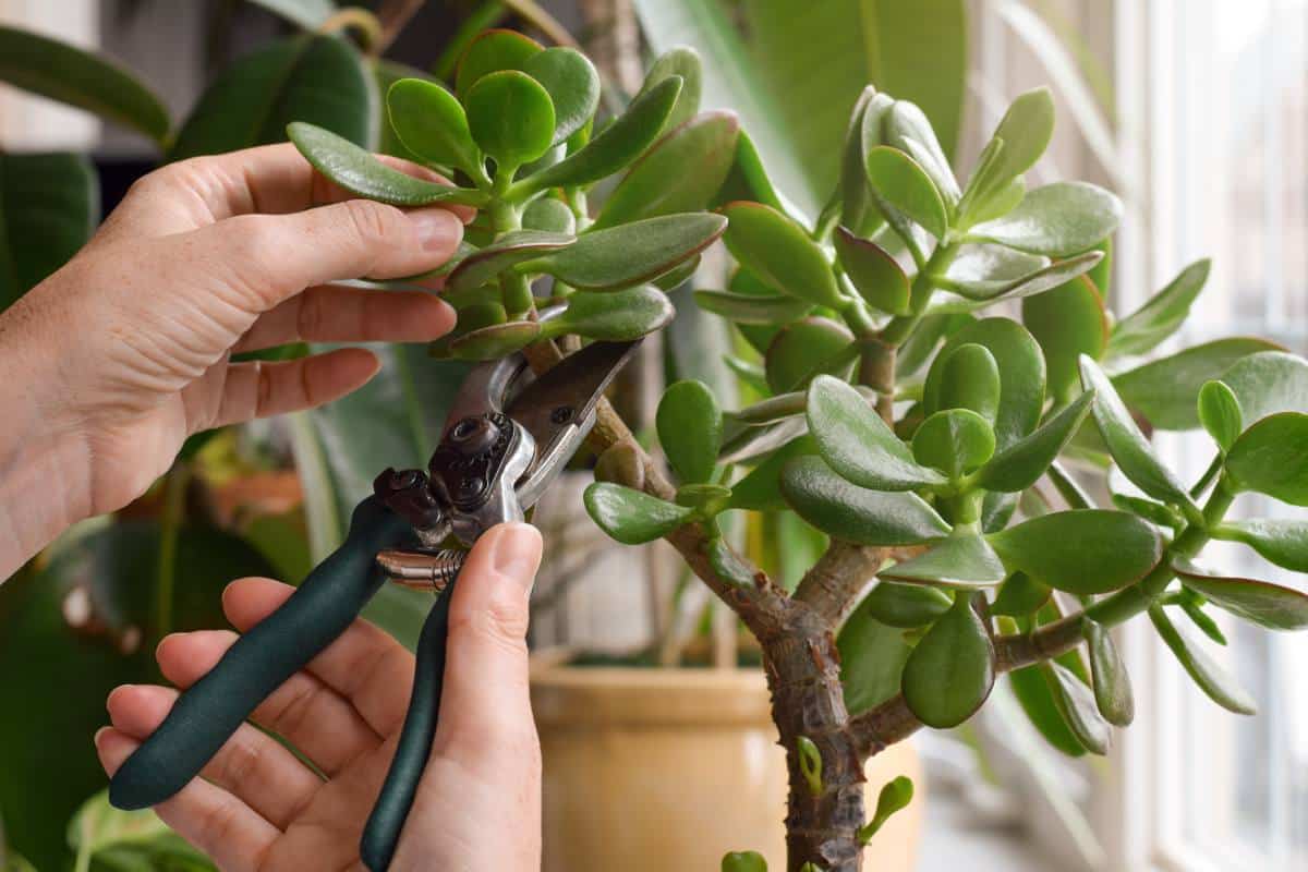 Prune the jade tree as best as possible