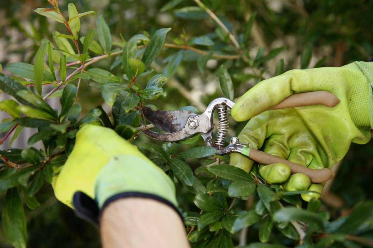 Pomegranate pruning techniques