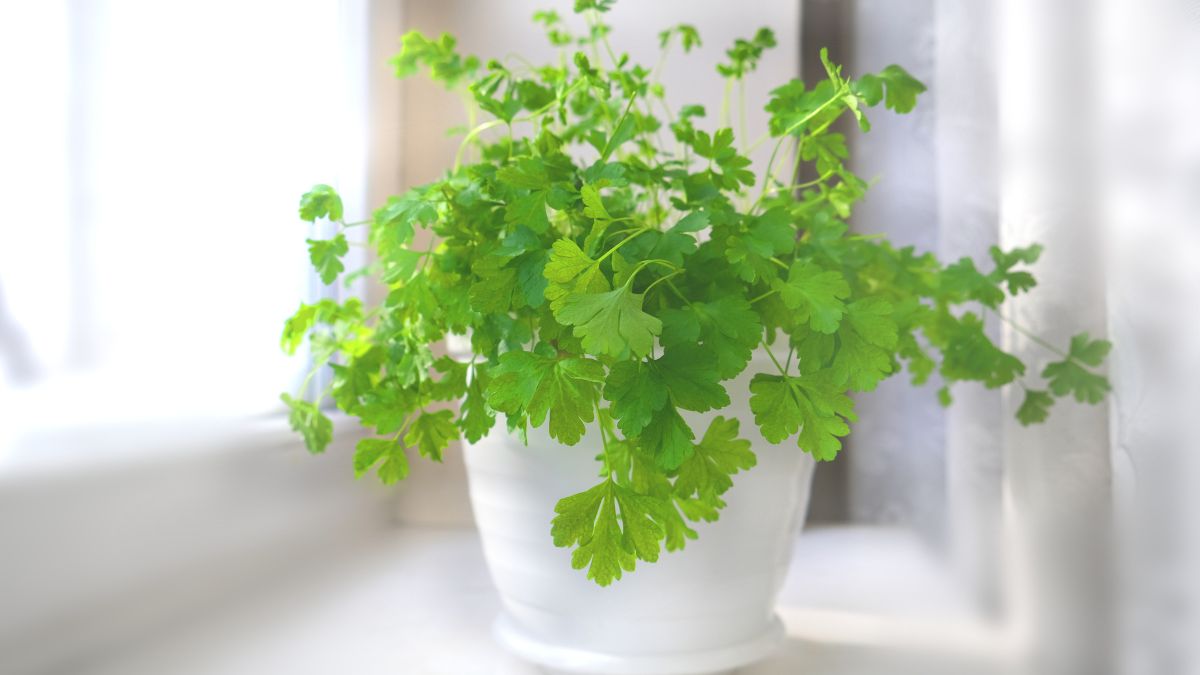 When to plant parsley