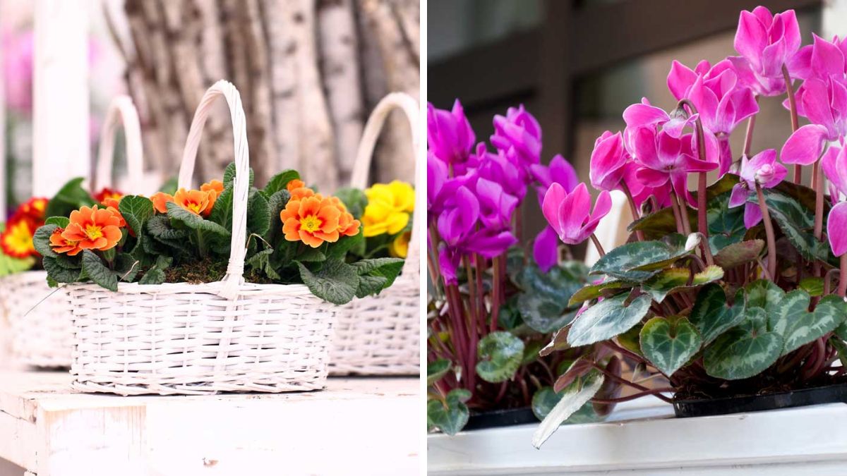 colorful planters in winter