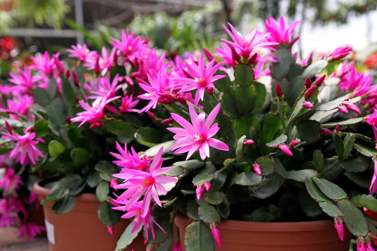 Holiday cacti: here are the best known ones