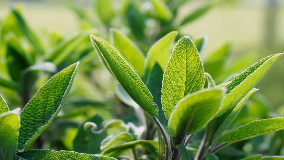 Aromatic plants in winter: how to care for them