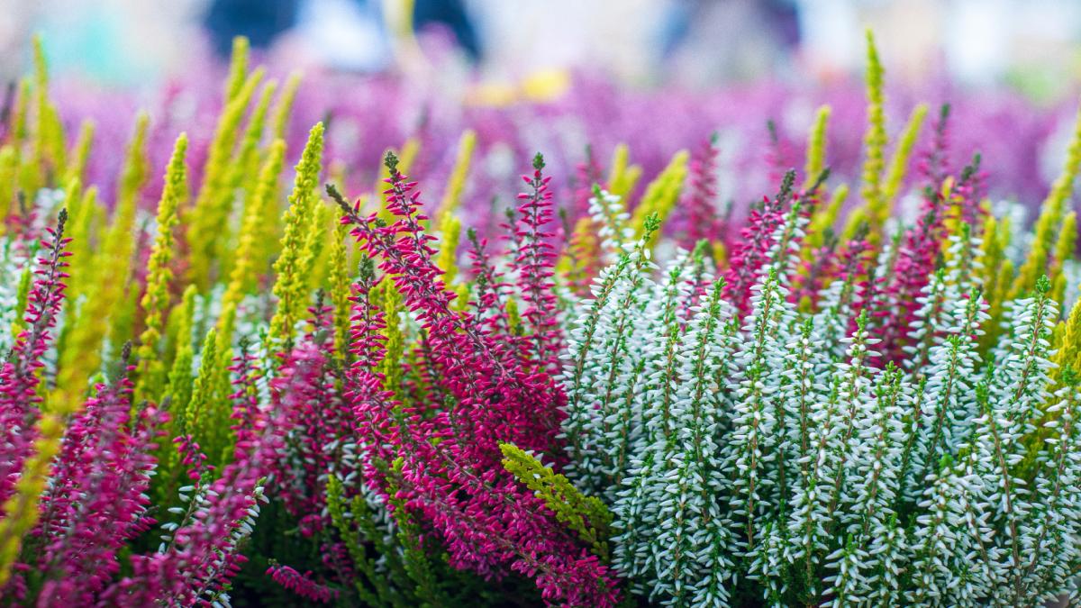 Evergreen plants in winter