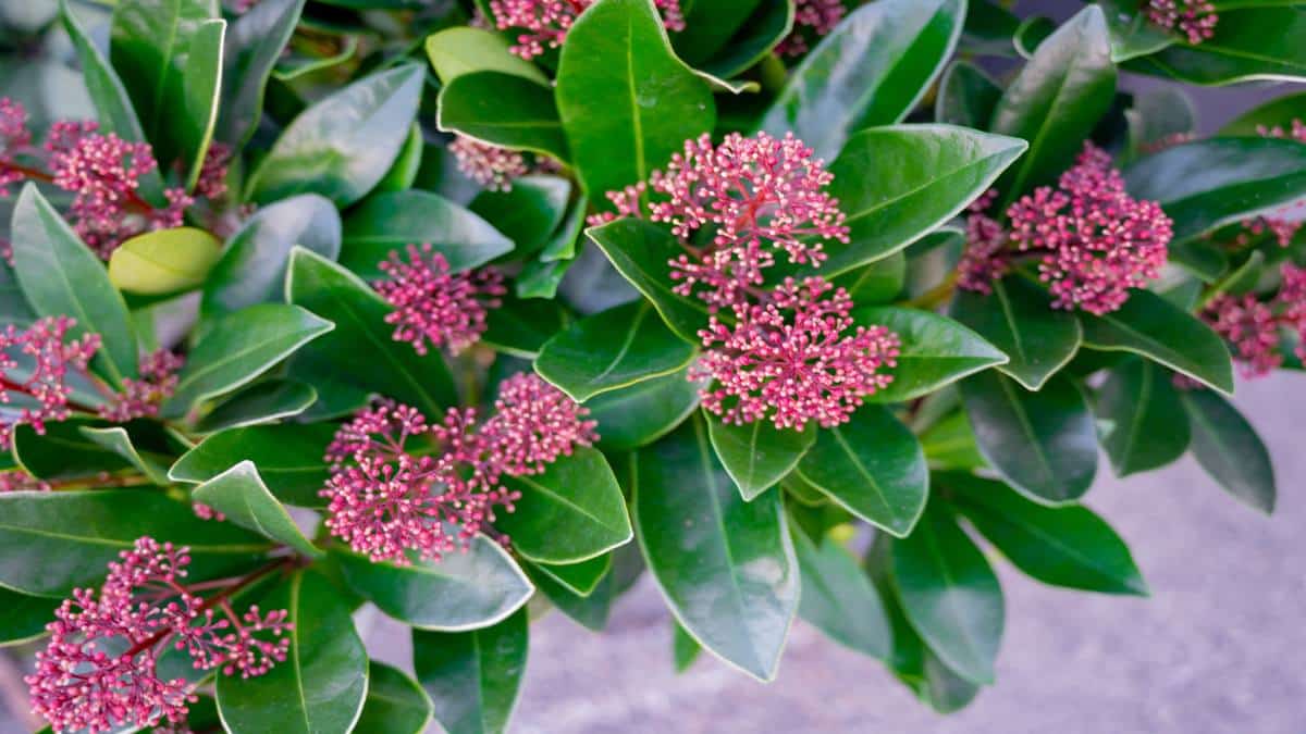 How to care for Japanese Skimmia