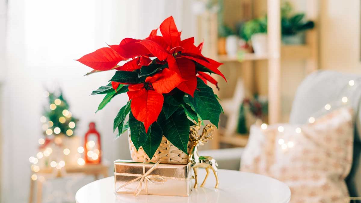 how to care for the poinsettia