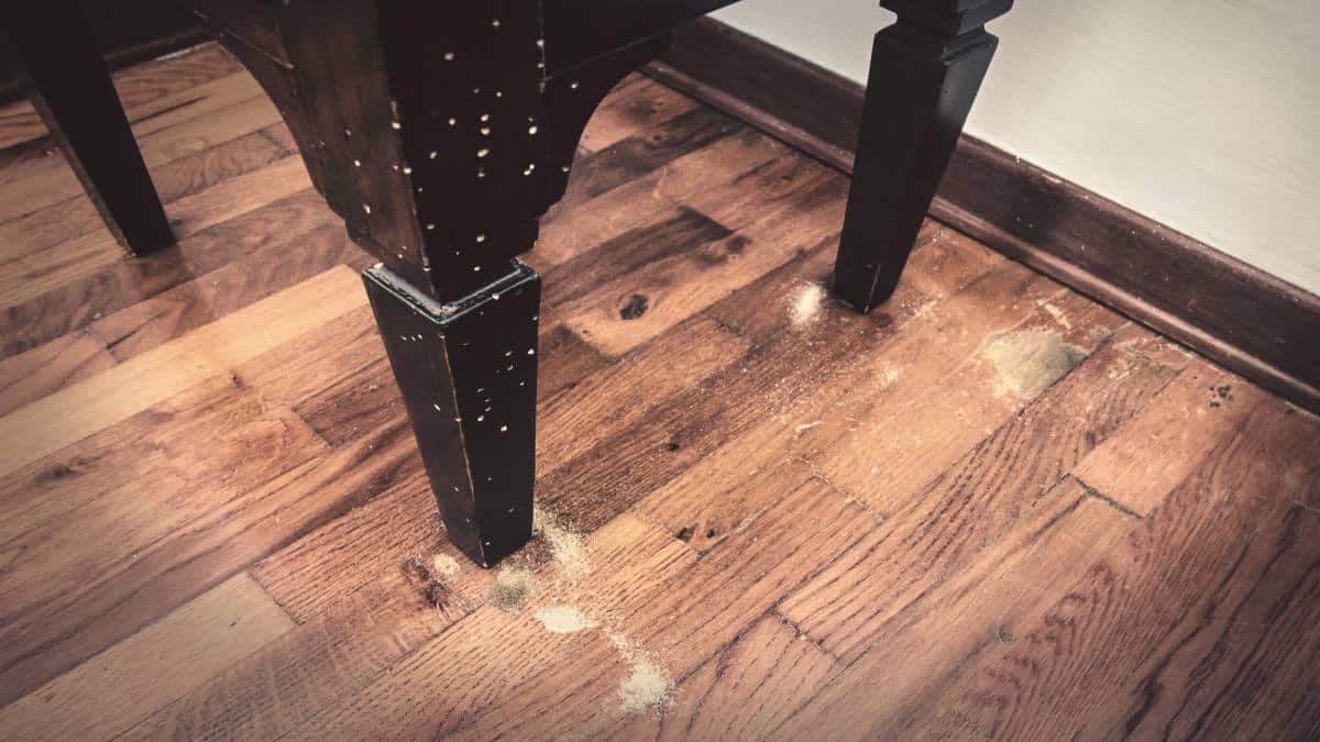 Moths and tremors: here's what to do and how to prevent the problem