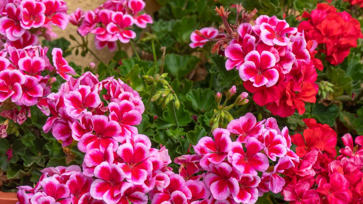 How to prune geranium