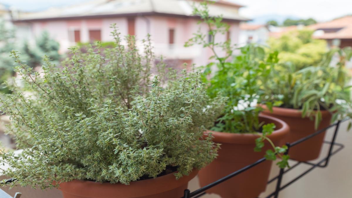 Growing lemon thyme: here's how