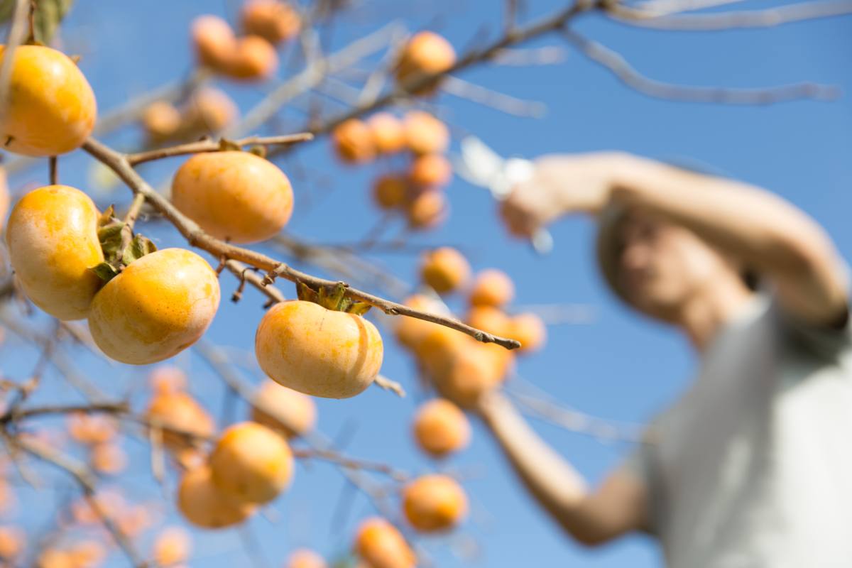 When and how to prune the persimmon tree