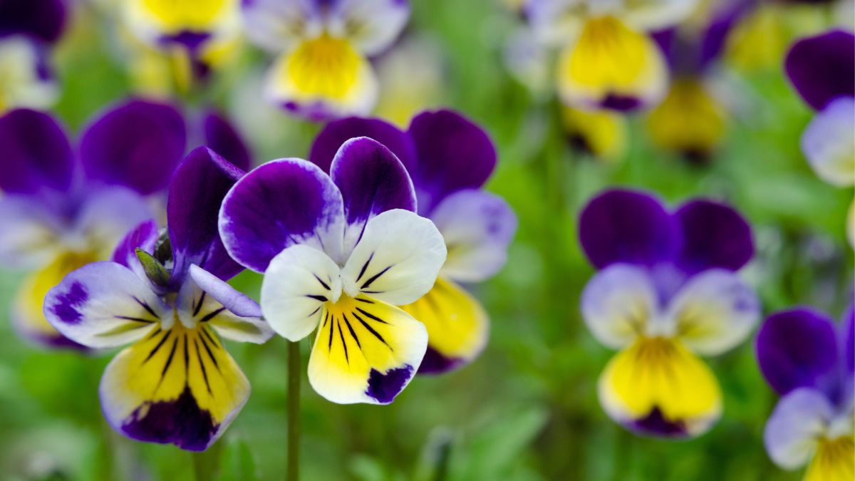 Winter perennial flowers