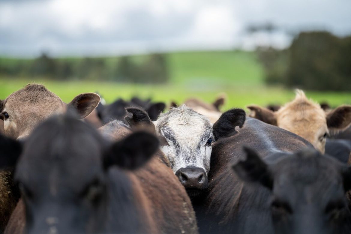 A parasite that eats livestock alive is invading the US from Mexico
