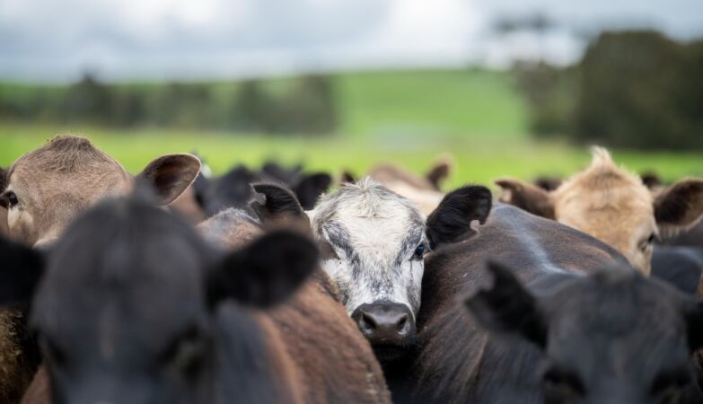 A parasite that eats livestock alive is invading the US from Mexico