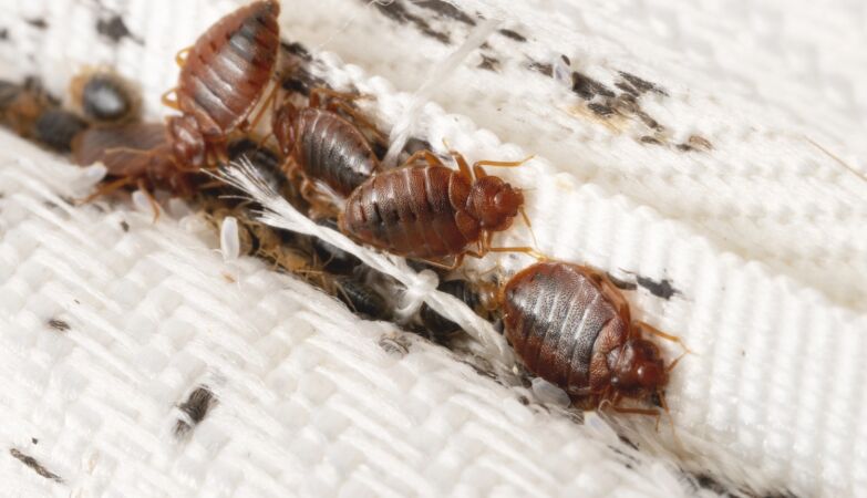 60 years ago, we almost did away with bed bugs. Then they started to change