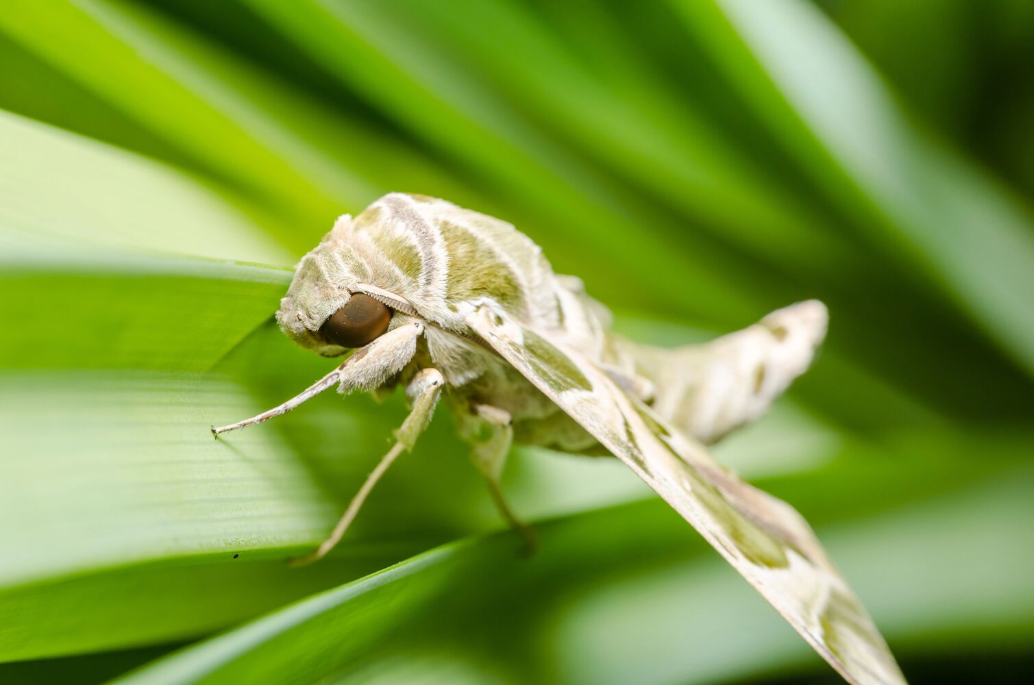 Plants also suffer. When they hear them cry, moths decide where to lay their eggs
