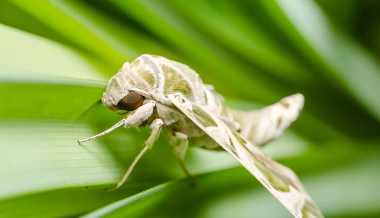 Plants also suffer. When they hear them cry, moths decide where to lay their eggs