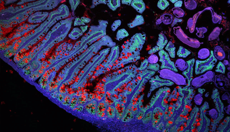 On the way to the Human Cell Atlas. How does an ultra-powerful microscope see us?