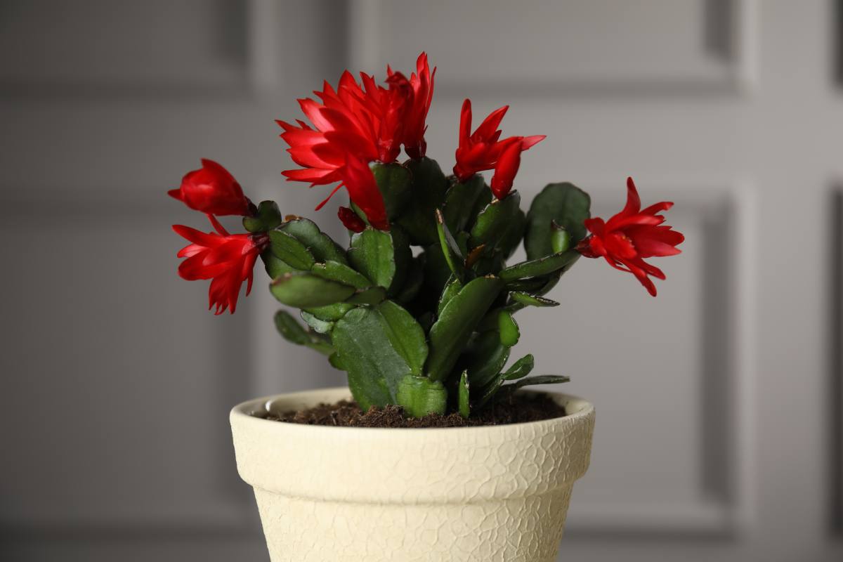 Christmas, Easter and Thanksgiving cactus