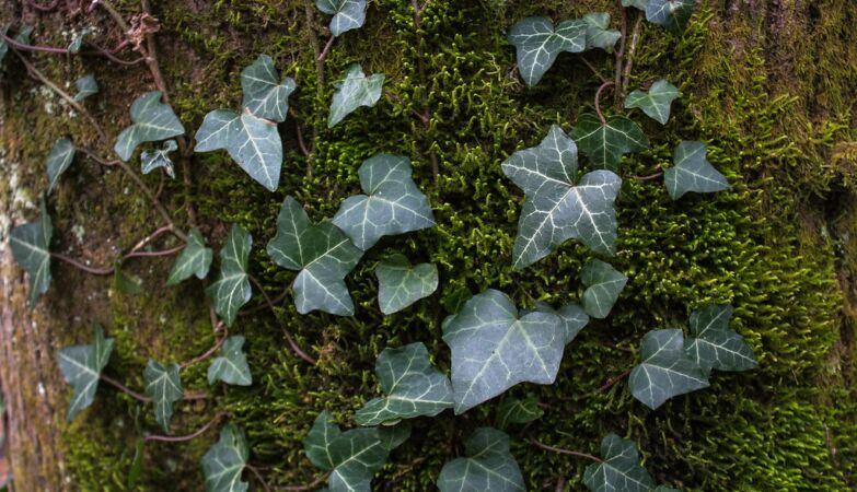 Ivy can effectively silence our pain