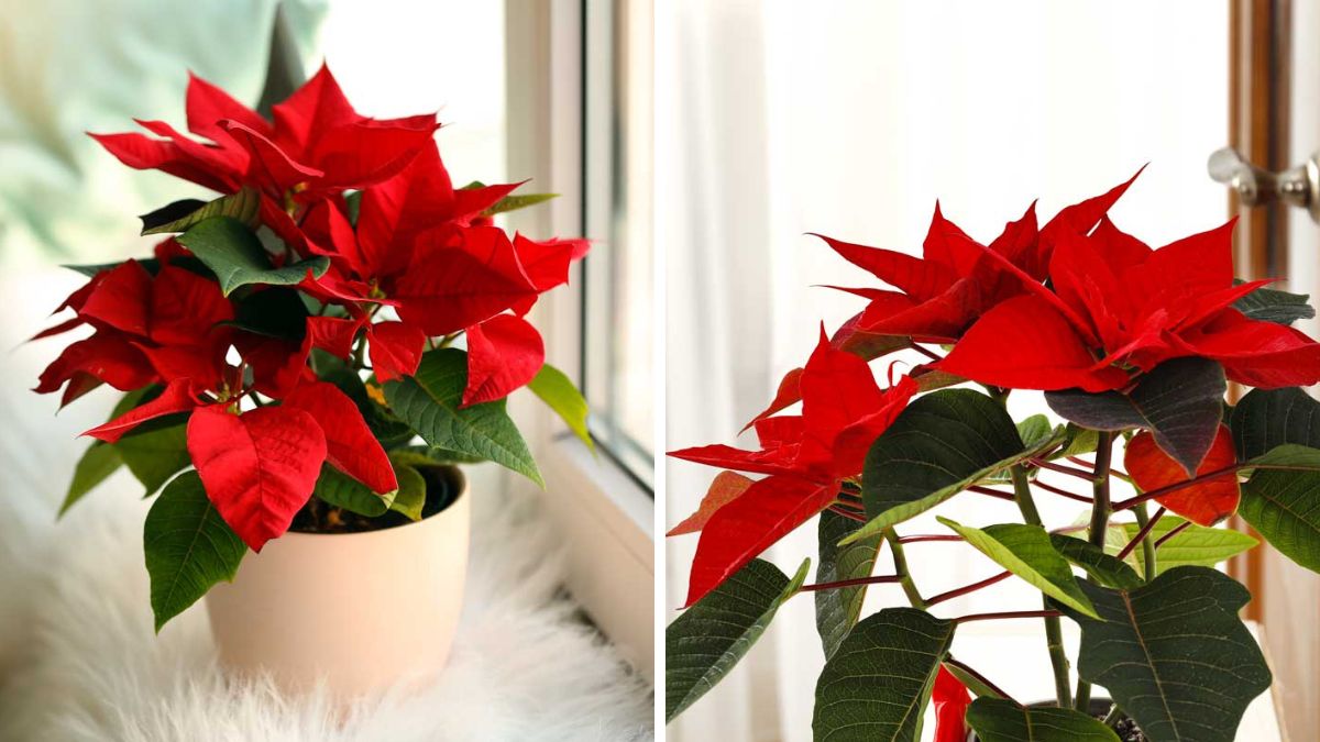 how to make the poinsettia last