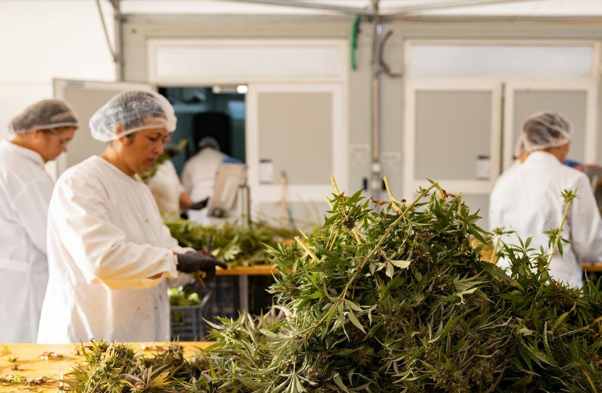 Portugal, king of marijuana? “No country has better conditions”