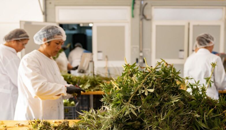 Portugal, king of marijuana? “No country has better conditions”