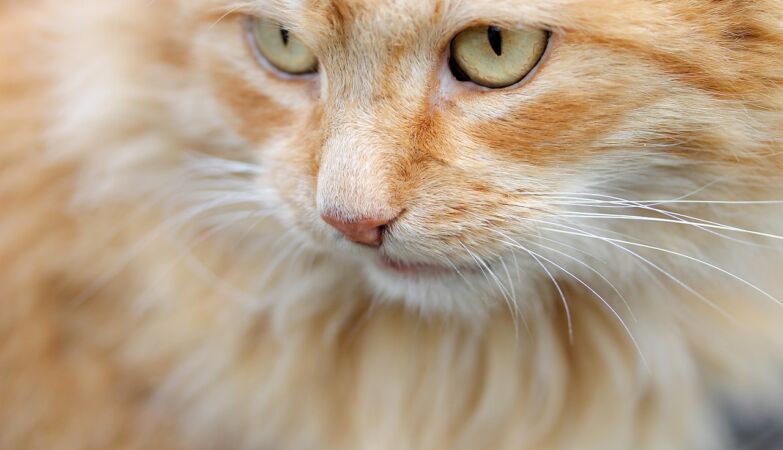 The mystery behind orange cats' fur unraveled