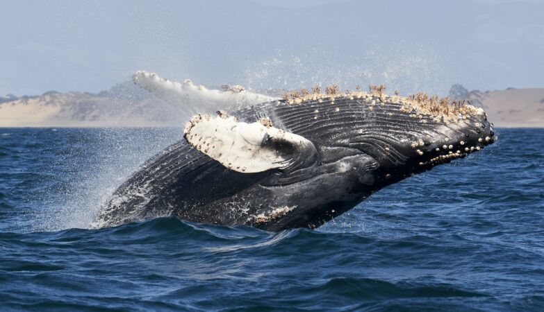 Male humpback whale crossed three oceans looking for sex (and broke a record)