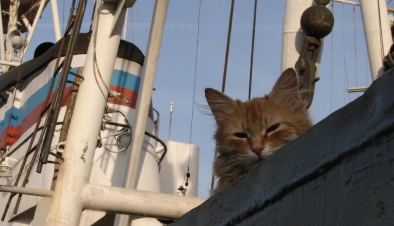 Cats were once kings of the Navy: they predicted storms and had food assistance