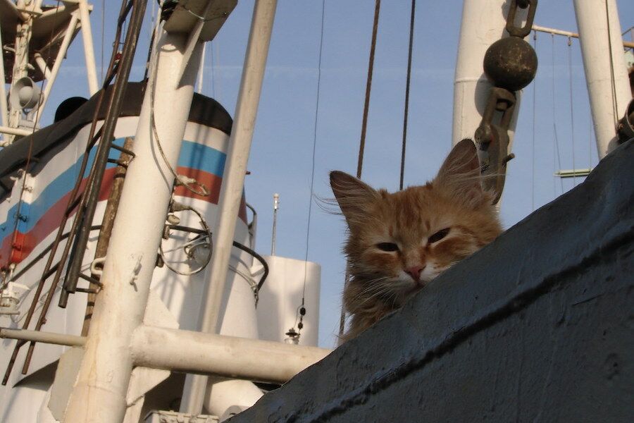 Cats were once kings of the Navy: they predicted storms and had food assistance