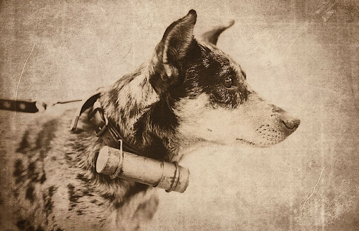 “War of the Lost Dog”. In 1925, a soldier chasing his dog caused an armed conflict?