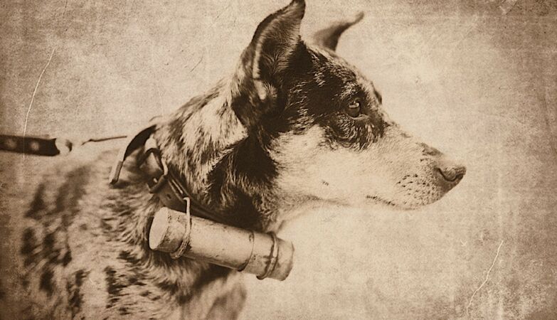 “War of the Lost Dog”. In 1925, a soldier chasing his dog caused an armed conflict?