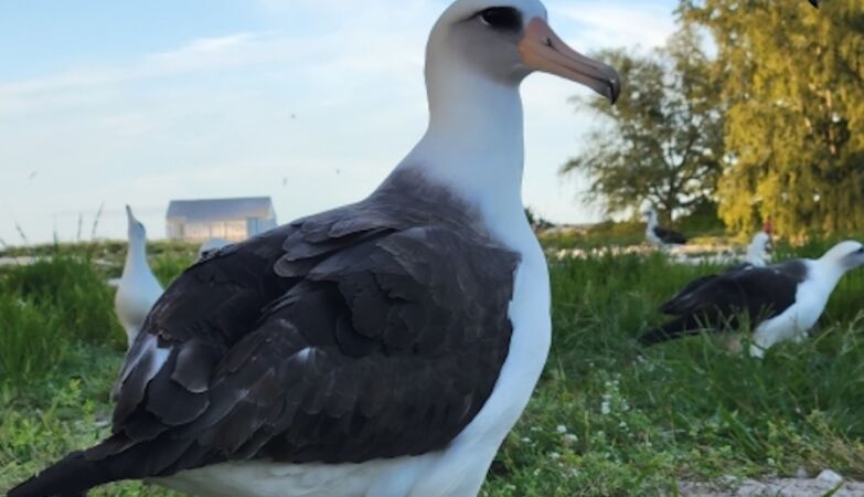 The oldest bird in the world will be a mother at 74