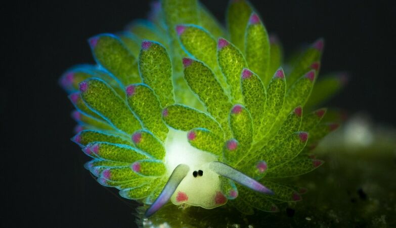 An adorable solar-powered sea slug looks like Choné Sheep