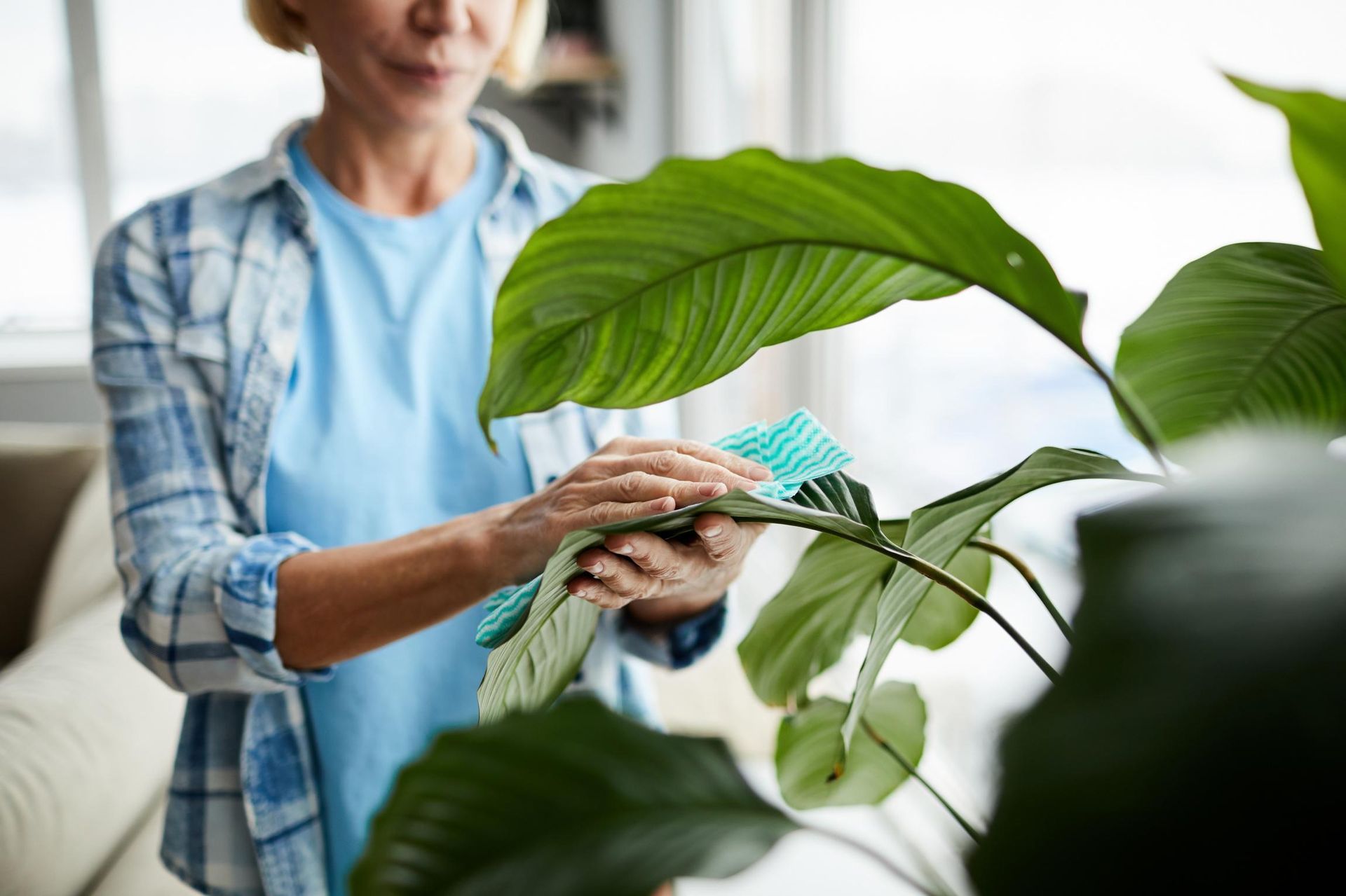I rub it into the leaves of potted flowers. They shine for many days and look like from a gardening magazine. Natural leaf polisher