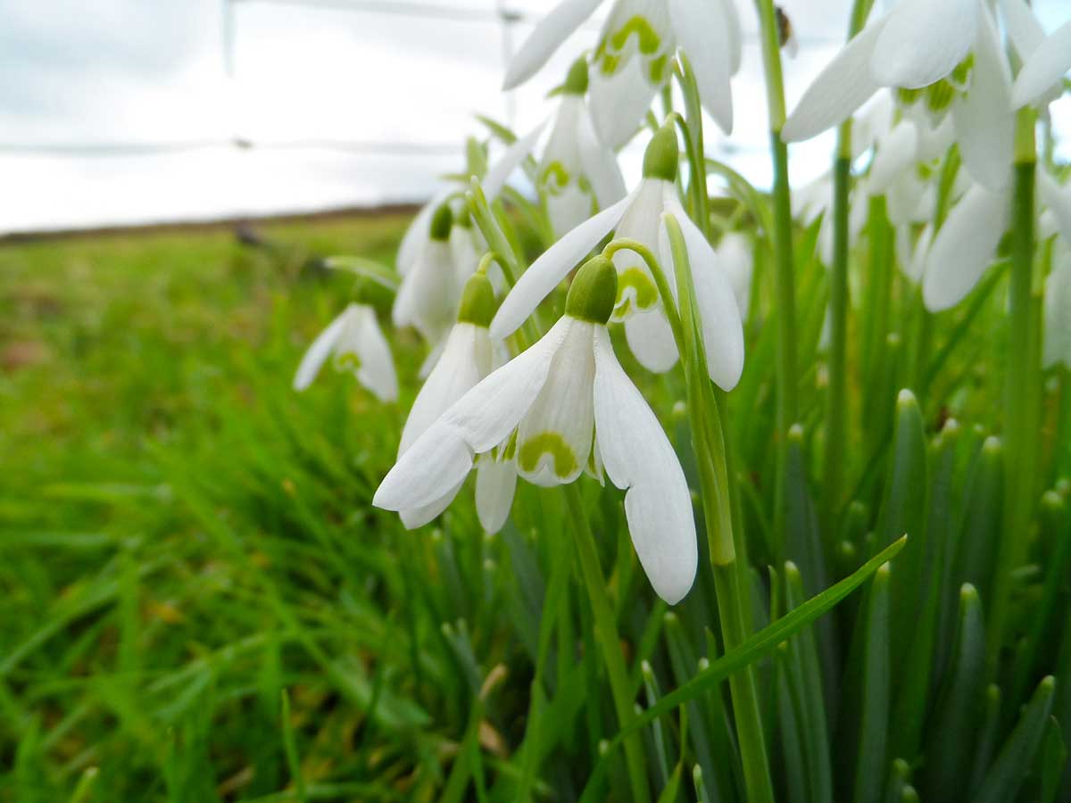 Snowdrop