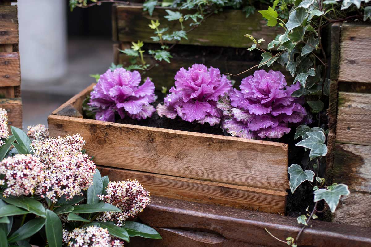 Ornamental cabbages