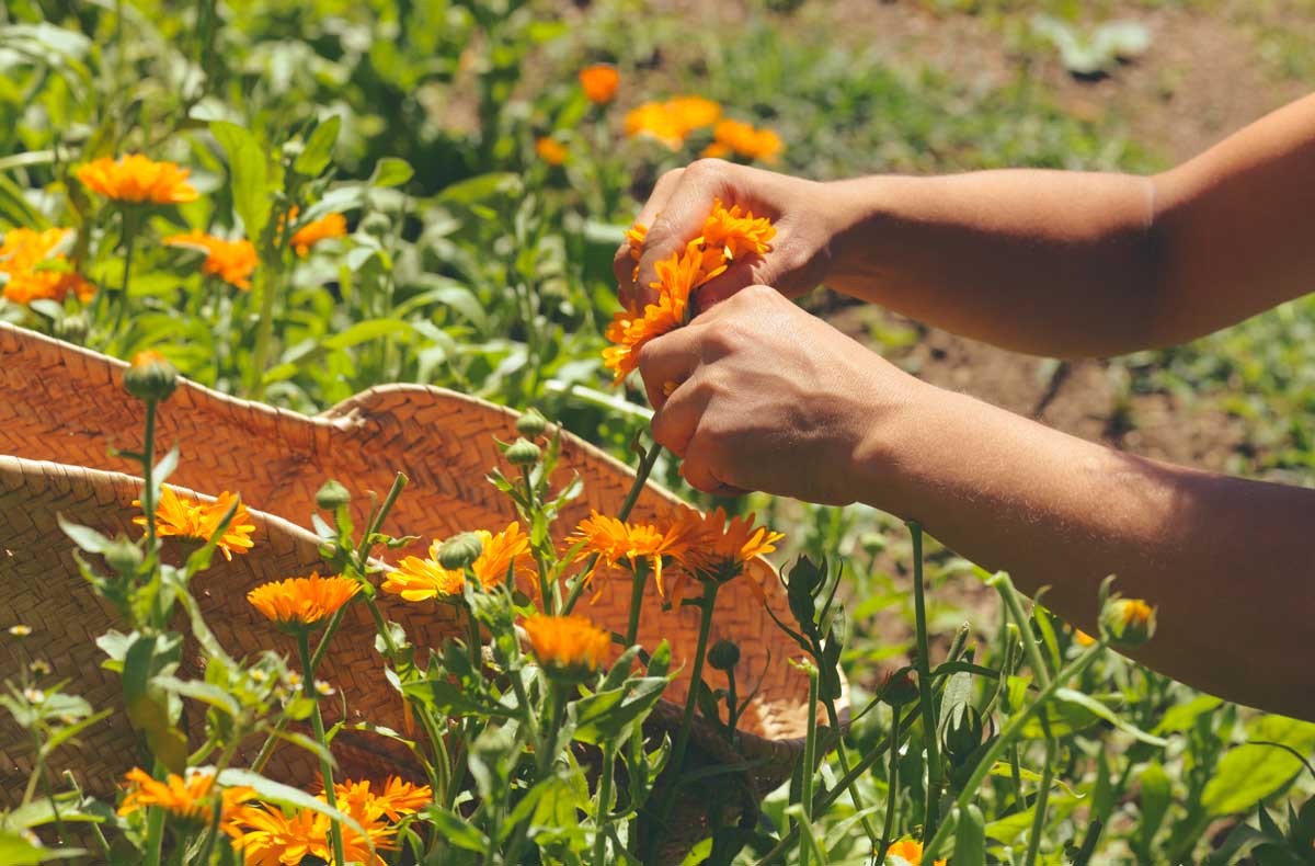 Calendula