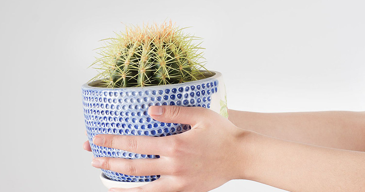 Cacti do not tolerate excess moisture well