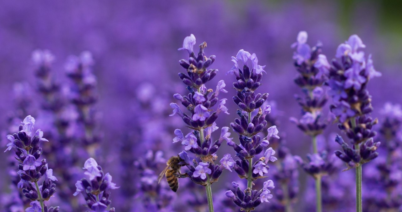 Dried lavender is supposed to ward off bad luck, and its aroma will soothe your nerves before bed. /123RF/PICSEL